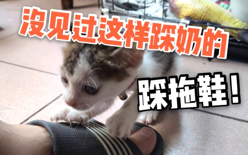 没见过这样子踩奶的小奶猫?居然用爪子踩拖鞋!