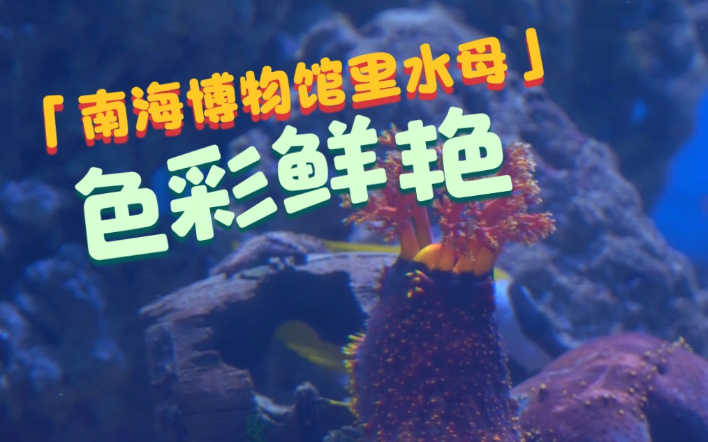 西沙群岛“华光礁一号”沉船里到底有哪些宝物哔哩哔哩bilibili