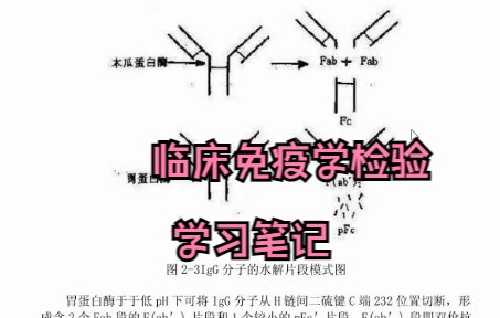 [图]学习必看！《临床免疫学检验》复习资料 学习笔记 知识点总结 专业课干货 名词解释 试题及答案 期末考试 考研