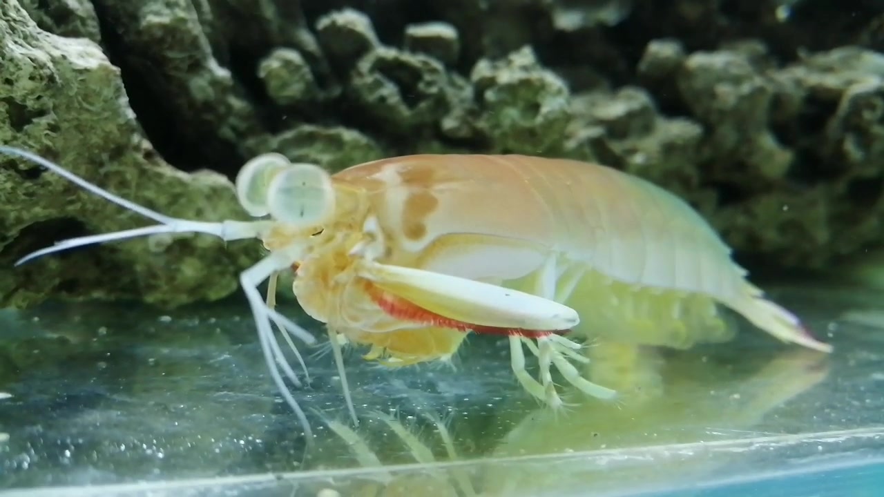 b站首创---彩虹皮皮虾的日常,皮皮虾我们走_哔哩哔哩_bilibili