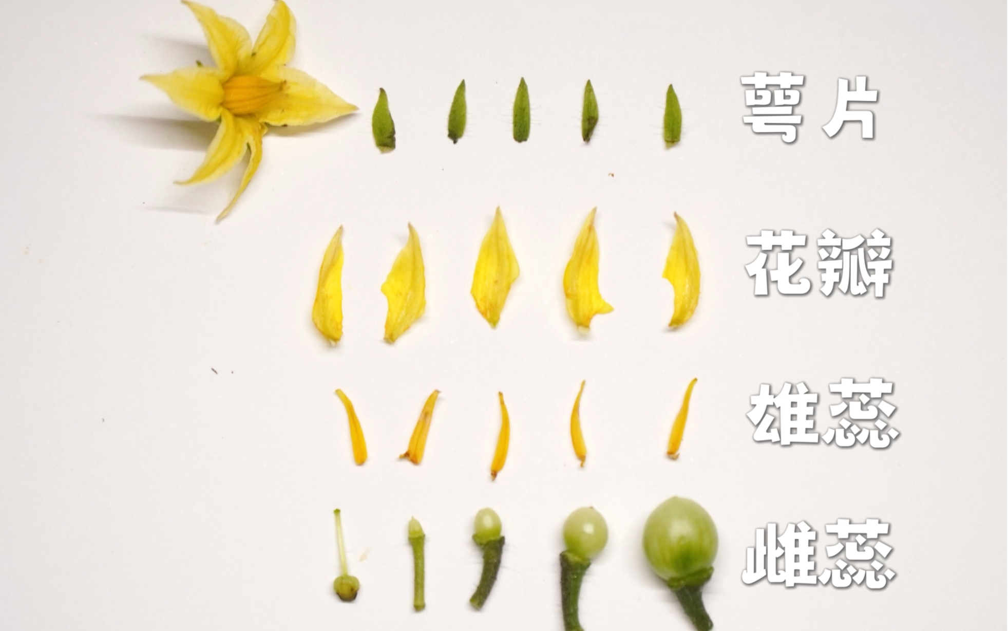 拆解一朵番茄花看看是怎么结果的?