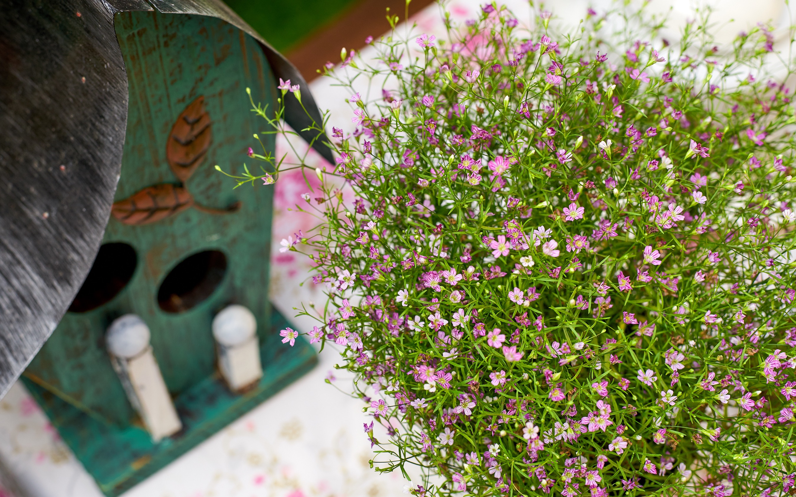 晓韵田园:吉普赛满天星怎么养爆盆?这样养护,它就变成开花机器