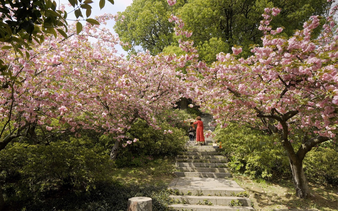 【4k逛公園】一次看不夠的無錫青山公園晚櫻