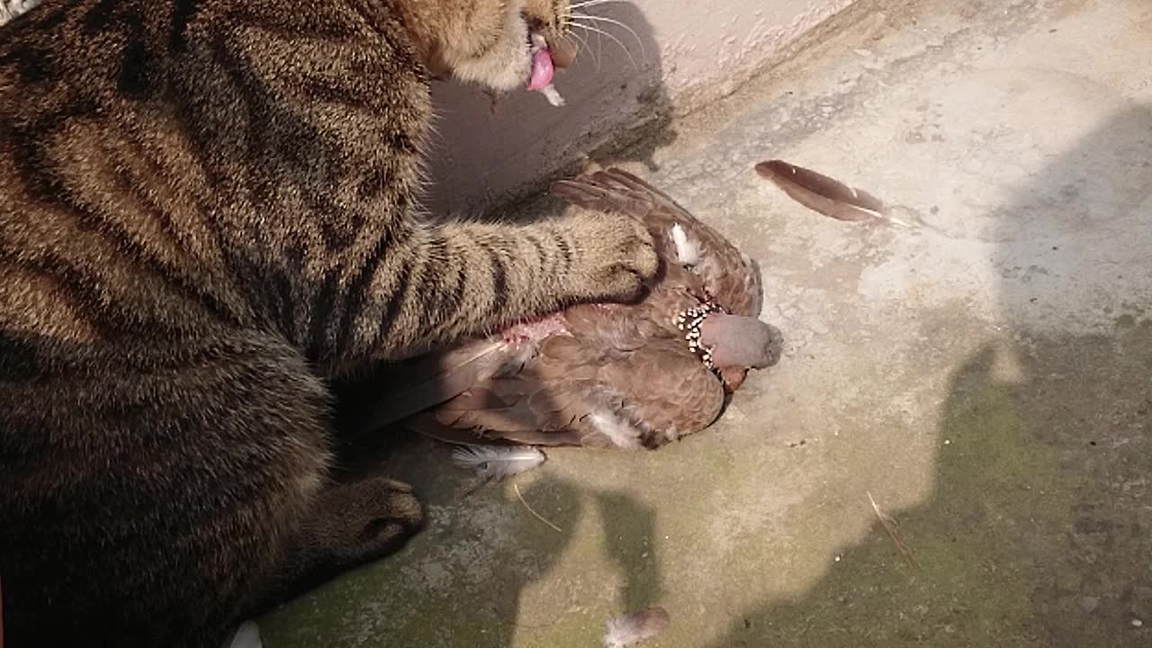 狸花猫抓了只鸽子?