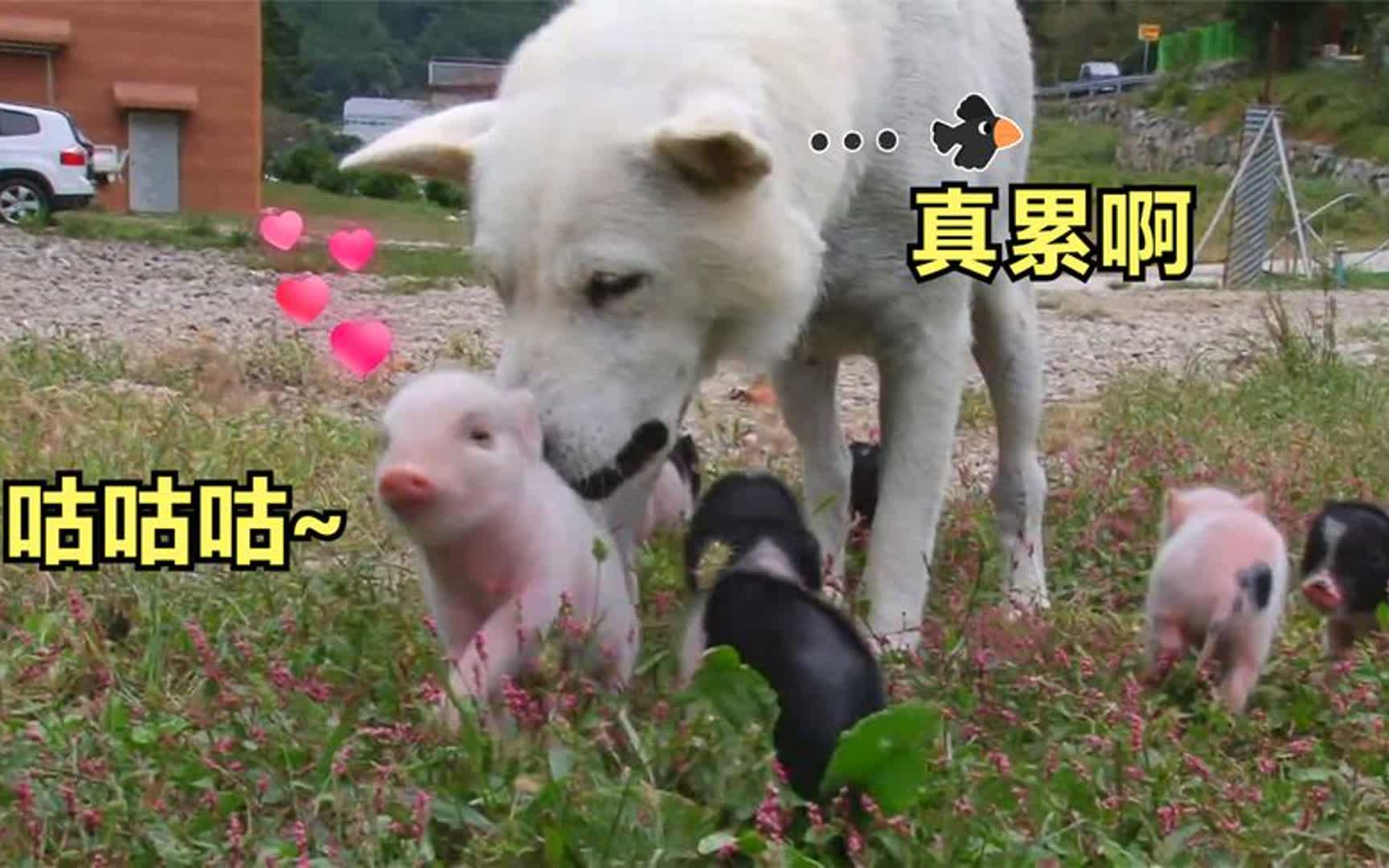 狗狗给八只小猪崽当奶妈,喂完奶后生无可恋,小东西还挺能吃