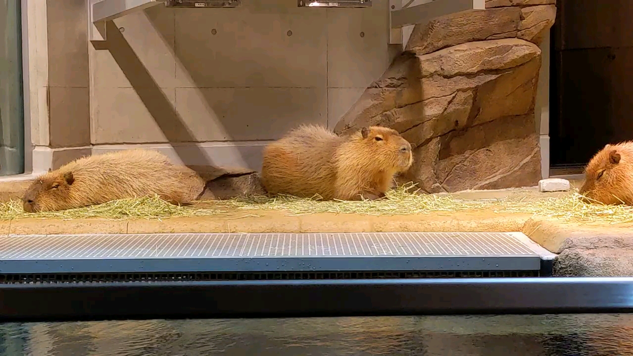 灯箱下的水豚宝贝 【水豚】【capybara】