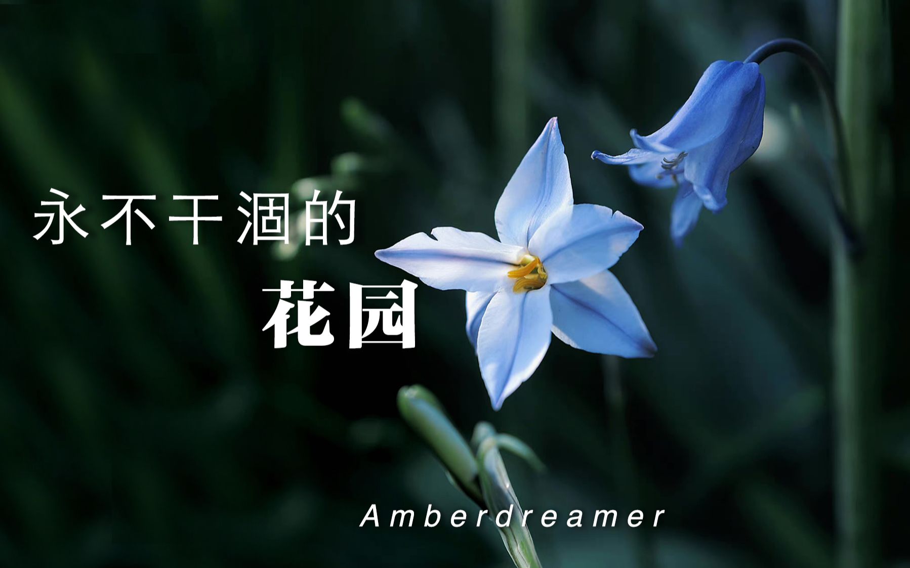 [#37Amber花园]永不干涸的花园|教科书级别的自动浇灌系统,手把手教你如何打造可靠有效的家庭自动浇水系统哔哩哔哩bilibili