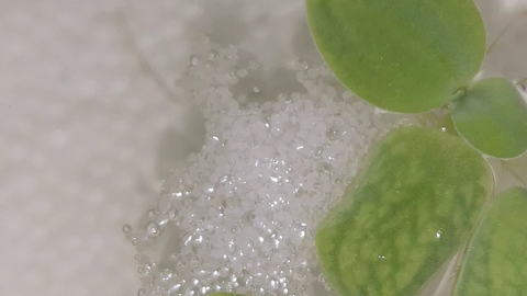 第二窝斗鱼卵尝试孵化 哔哩哔哩