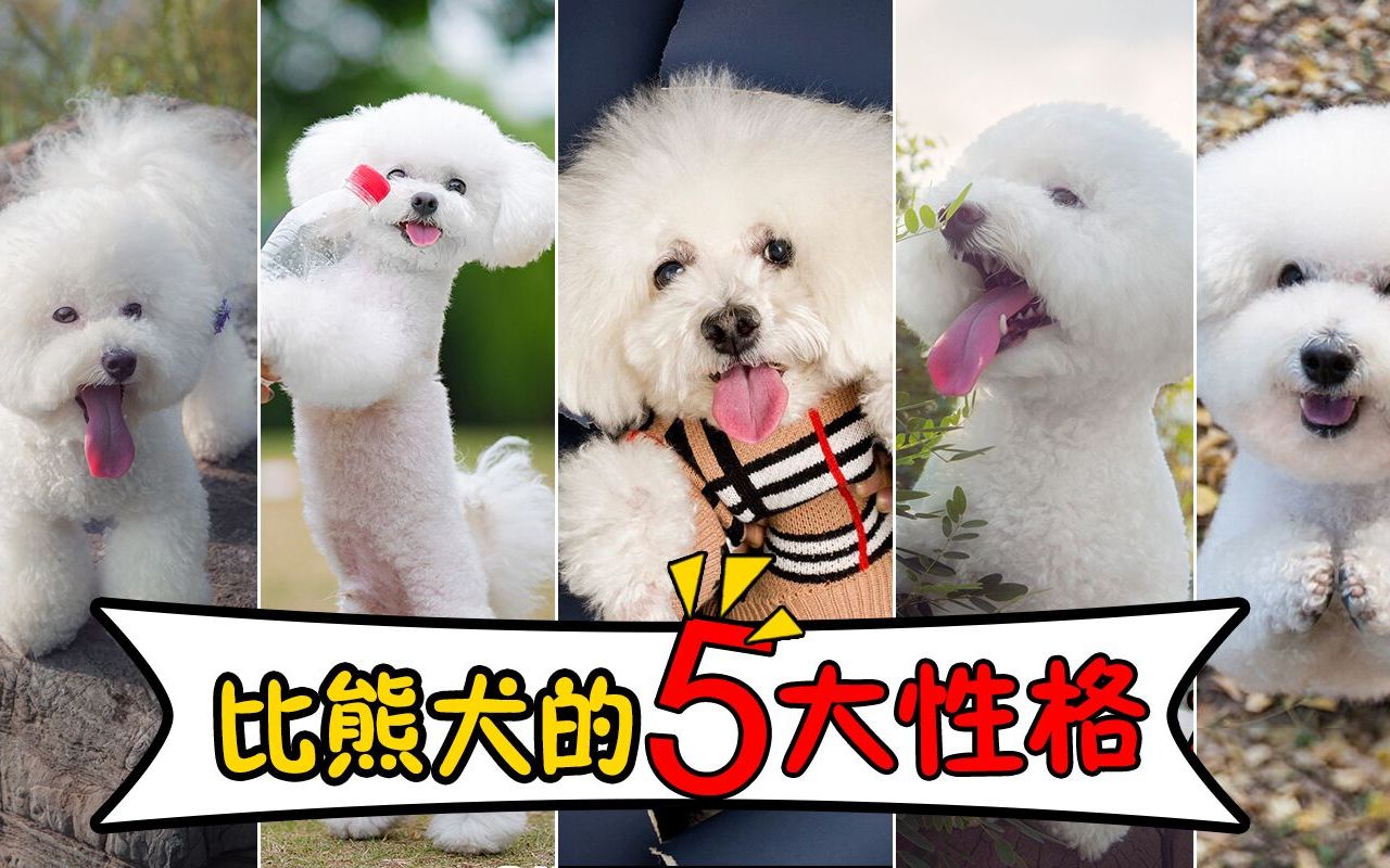 比熊犬“5大性格类型”,你家是哪种呢?哔哩哔哩bilibili