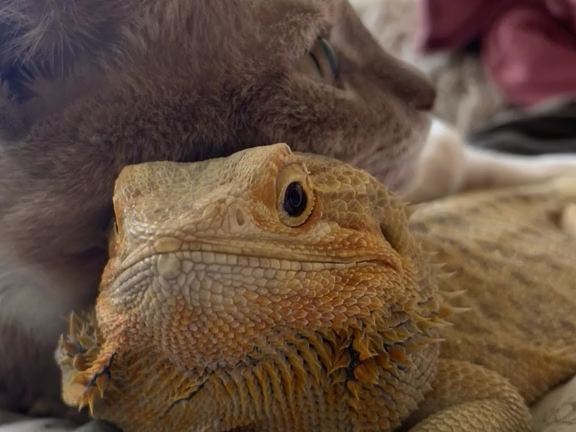 和谐共处#鬃狮蜥