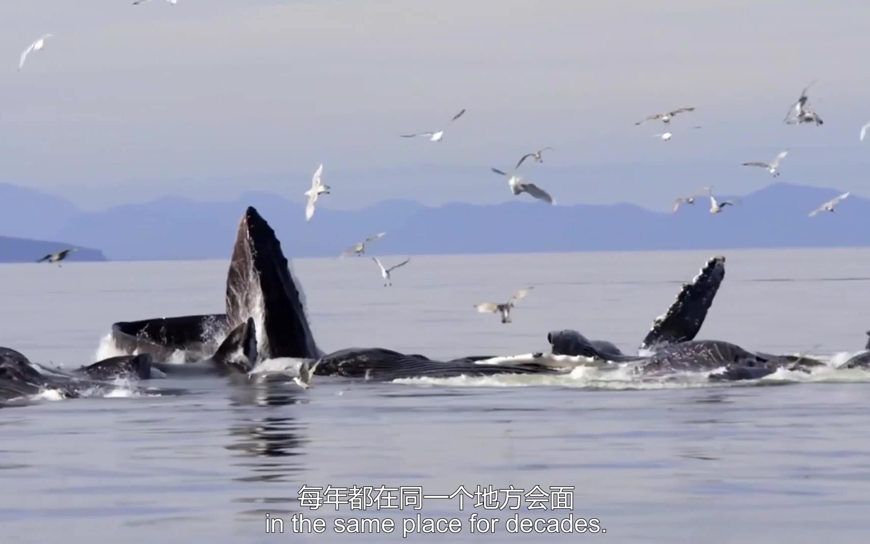 [图]《鲸鱼的秘密》P2座头鲸之歌CUT03 超震撼座头鲸出水镜头，海洋中的芭蕾舞【中英字幕】