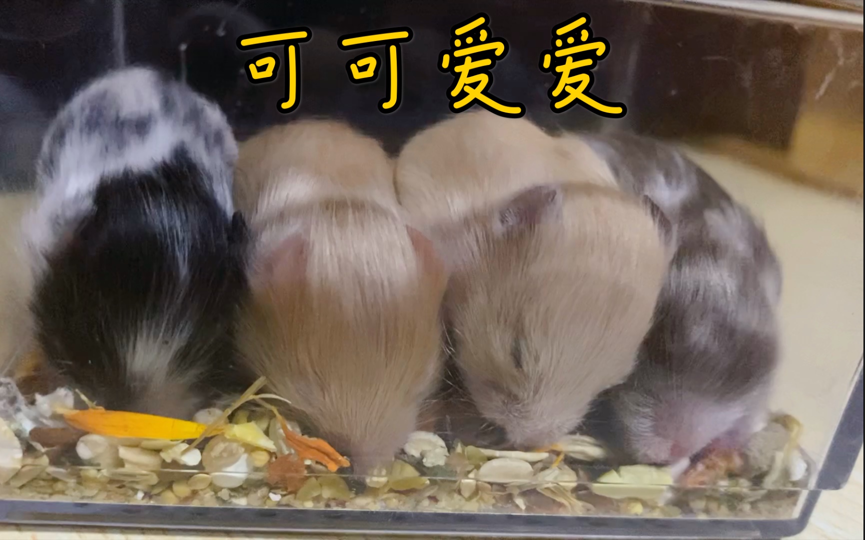 金丝熊熊崽们的小时候