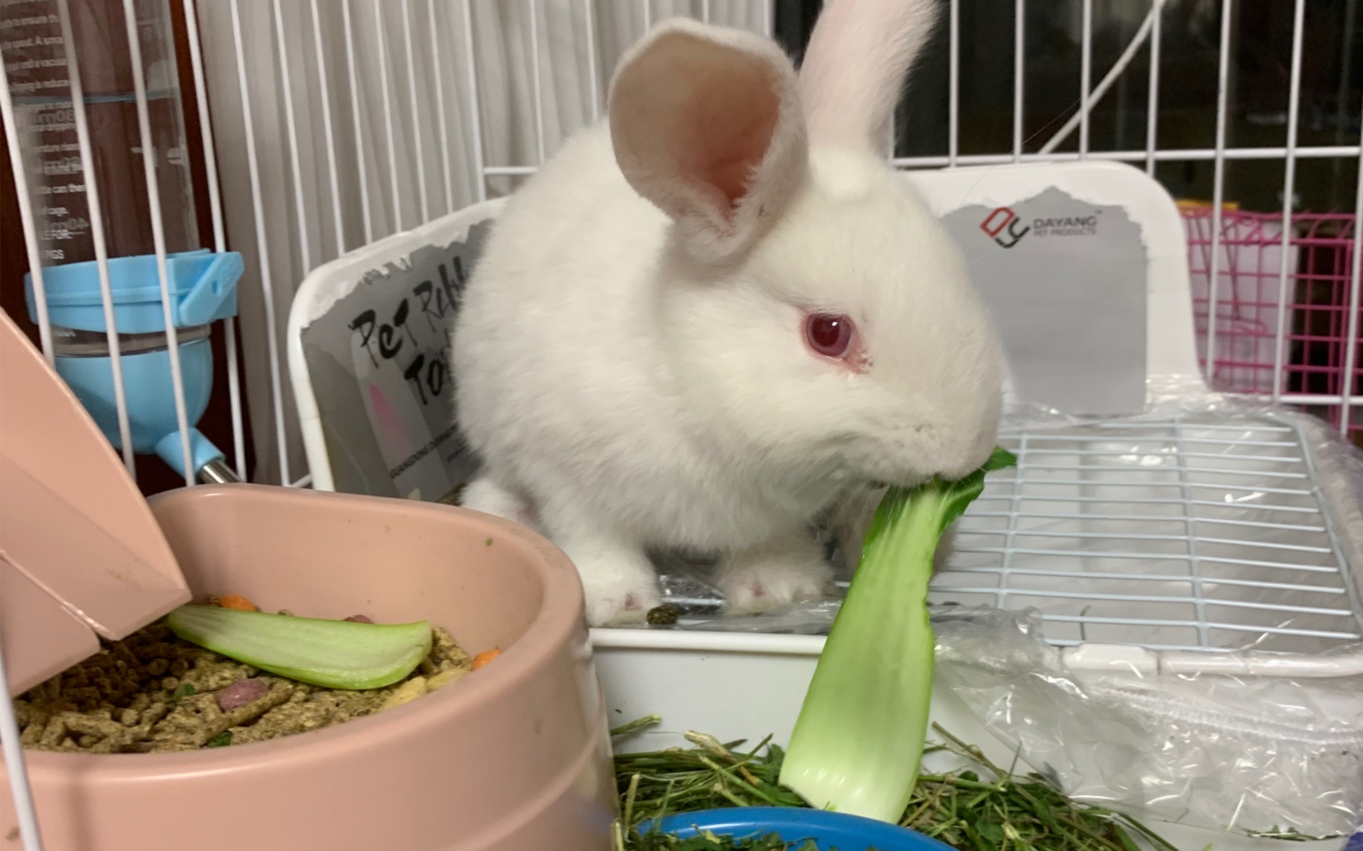 兔兔只爱吃青菜叶子吗,菜帮子不吃吃吗?