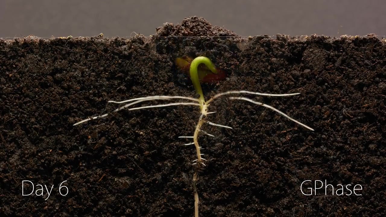 [图]用25天的时间，记录一颗菜豆种子发芽破土、长成植株的全过程