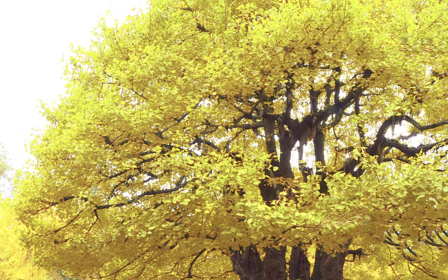 青城山四川树王,82年西游记人参树本树,雌雄同体既开花又结果