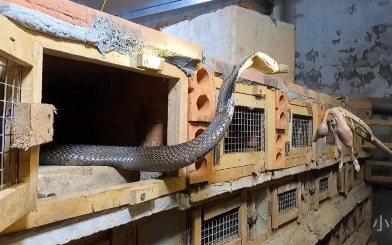 越南最危险的职业,眼镜蛇养殖