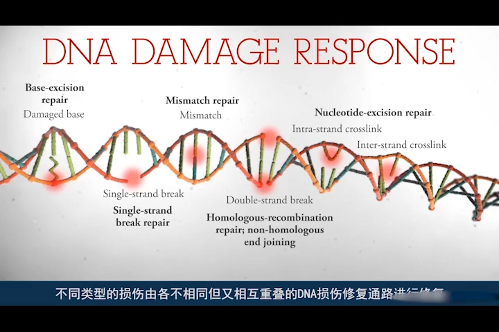 [图]PARP抑制剂作用机制简述