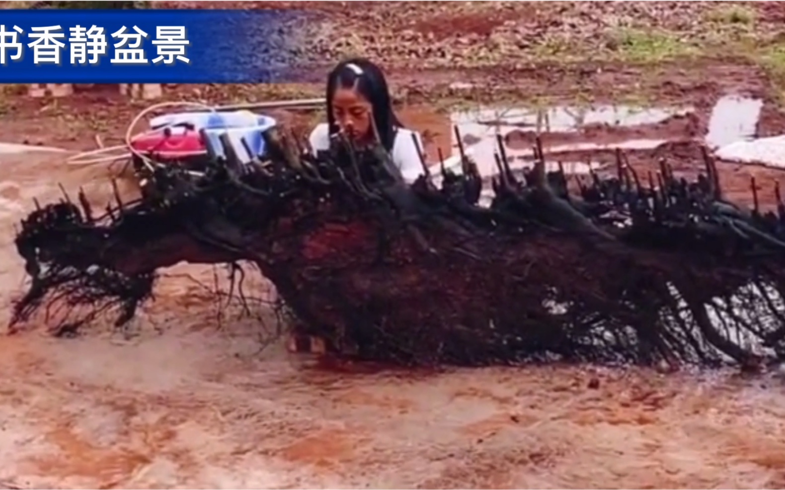 价值一套房的极品“扁型”丛林金弹子下山桩,100年罕见,超有型哔哩哔哩bilibili