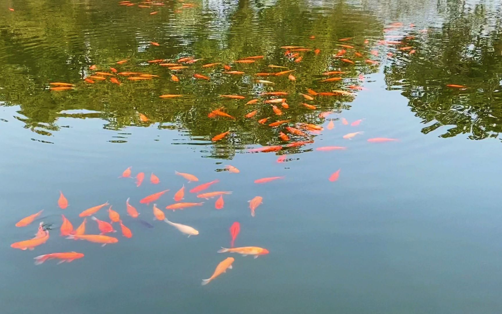 西湖十景花港觀魚