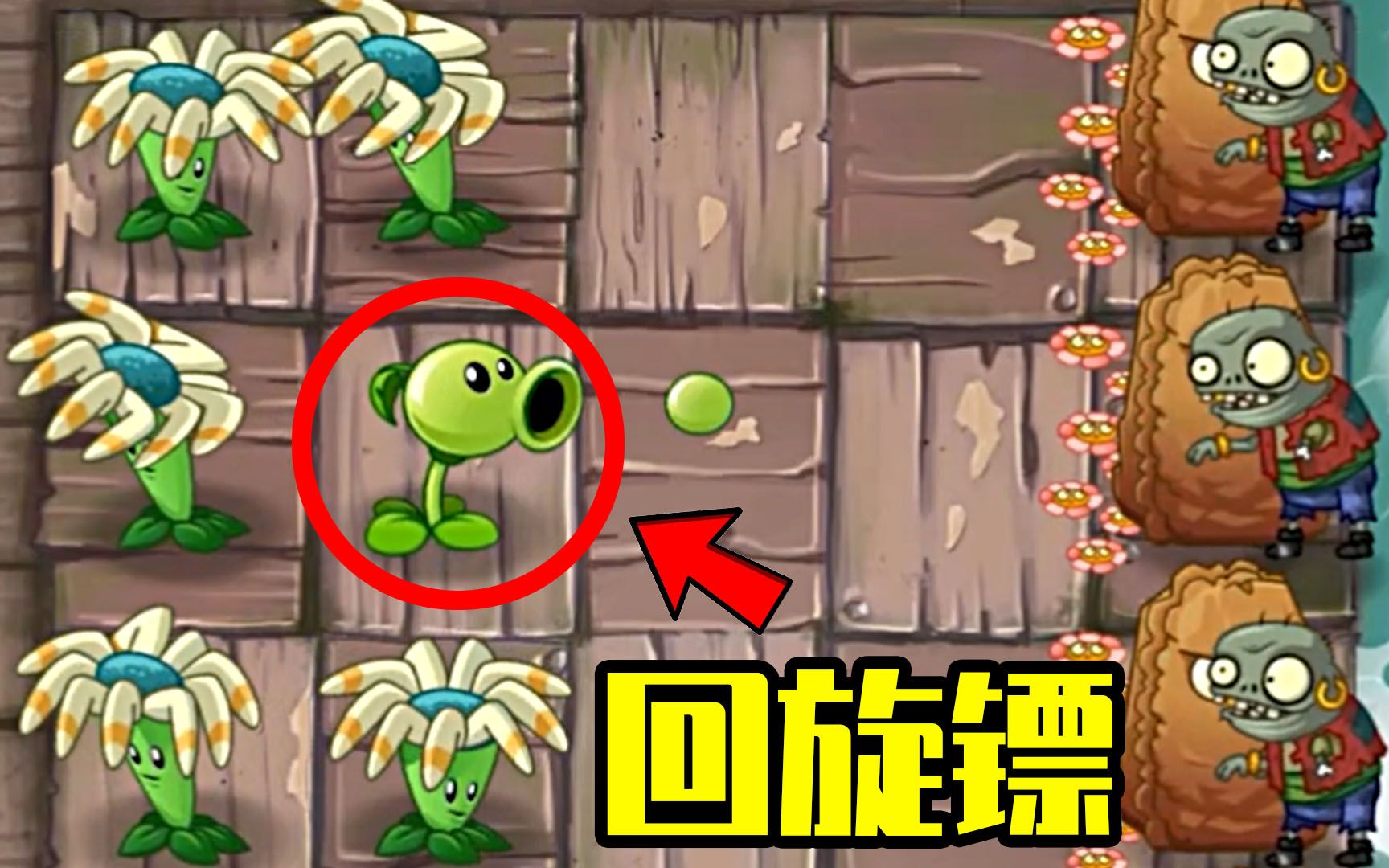 植物大战僵尸2国际版:5级回旋镖太强悍了!
