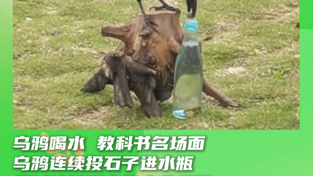 乌鸦喝水 教科书名场面 乌鸦连续投石子进水瓶 学过这篇课文的来集合了