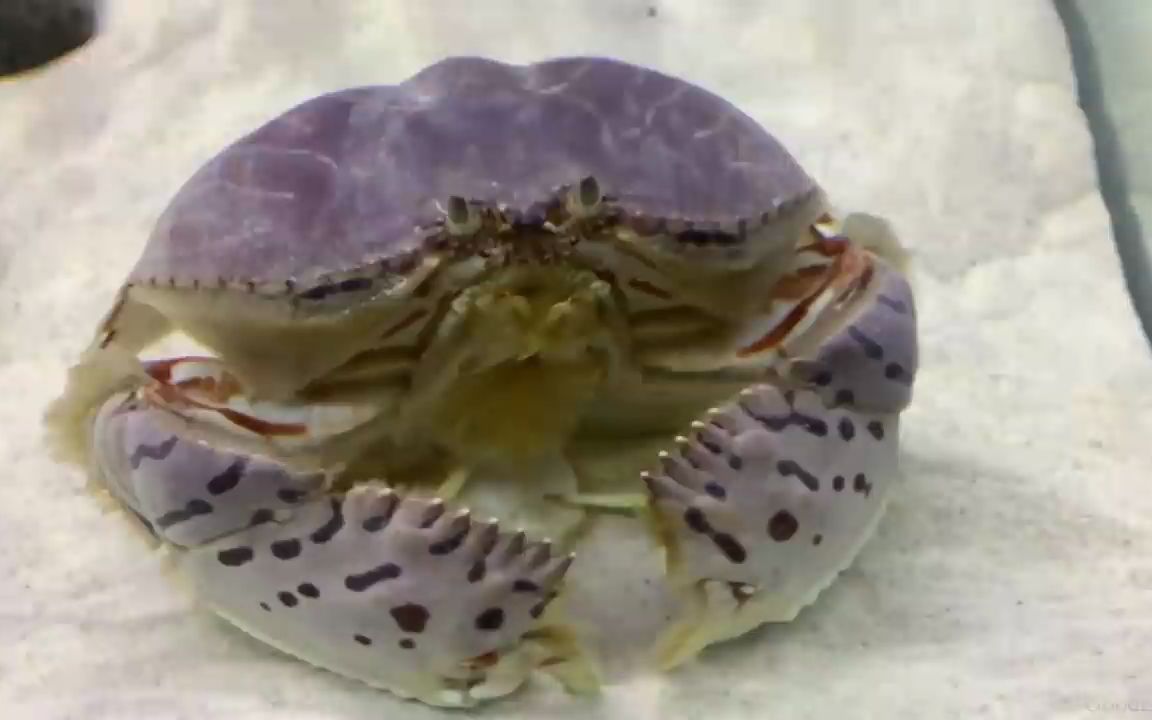 可爱宠物螃蟹花纹爱洁蟹螃蟹会喷水