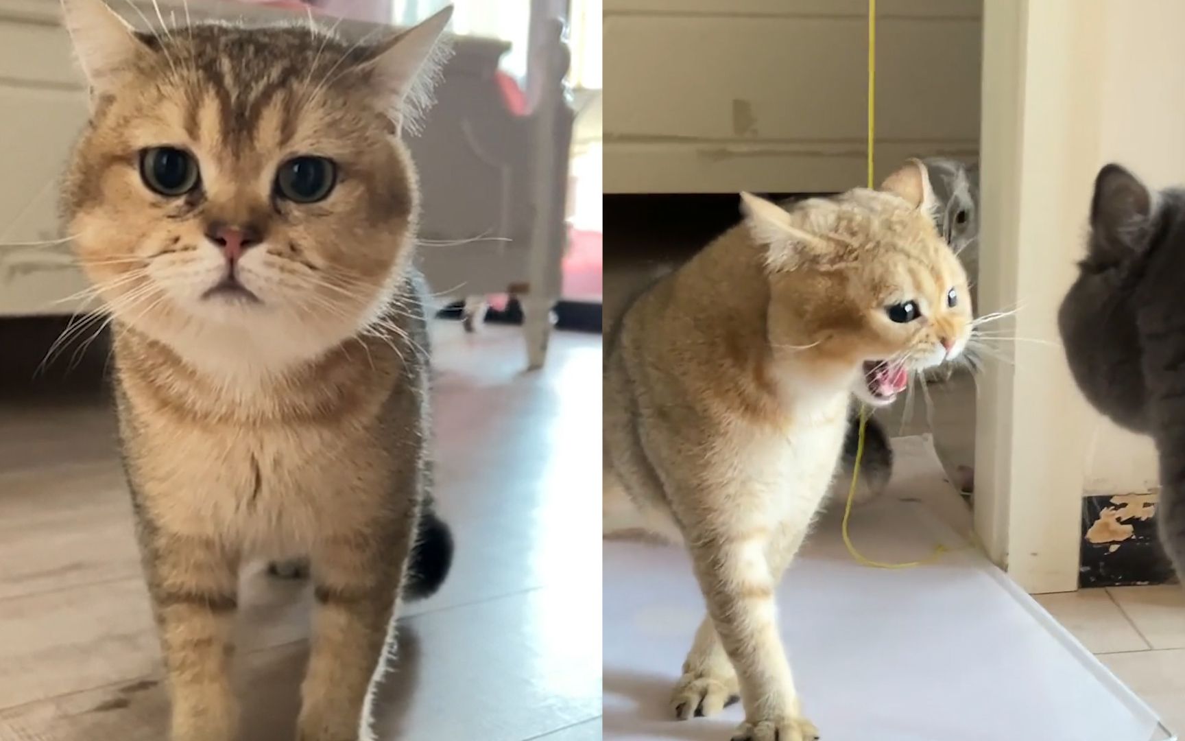 猫咪和同伴吵架太投入,一阵狂骂后把自己气晕了,气性也太大了