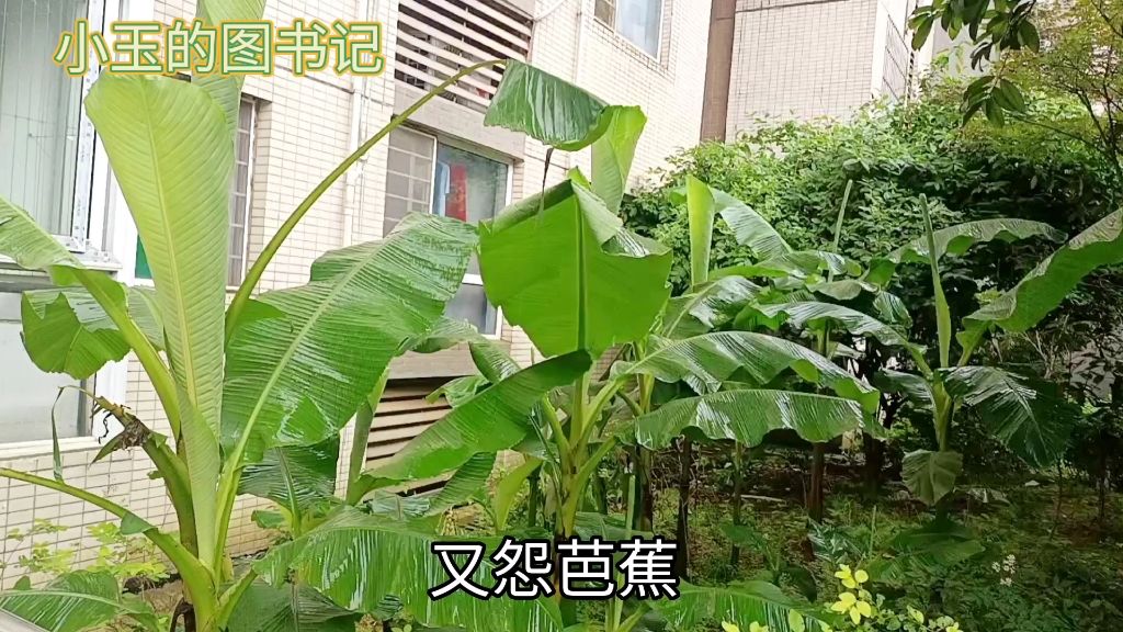 [图]是君心绪太无聊，种了芭蕉，又怨芭蕉