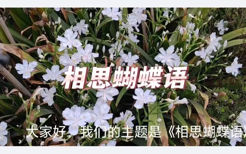 相思蝴蝶语哔哩哔哩bilibili