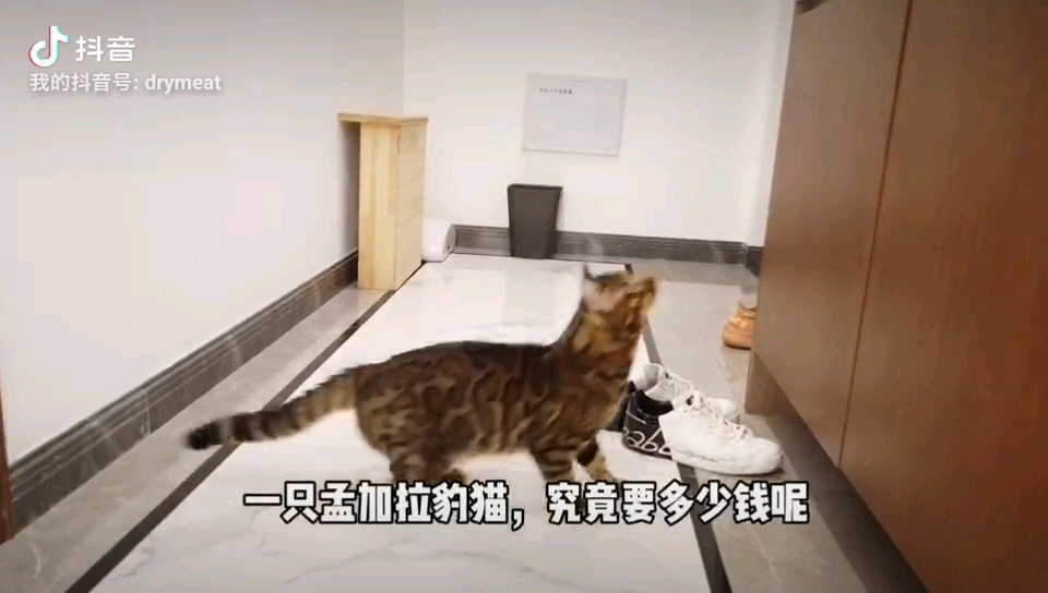 一只纯血孟加拉豹猫要多少钱哔哩哔哩bilibili