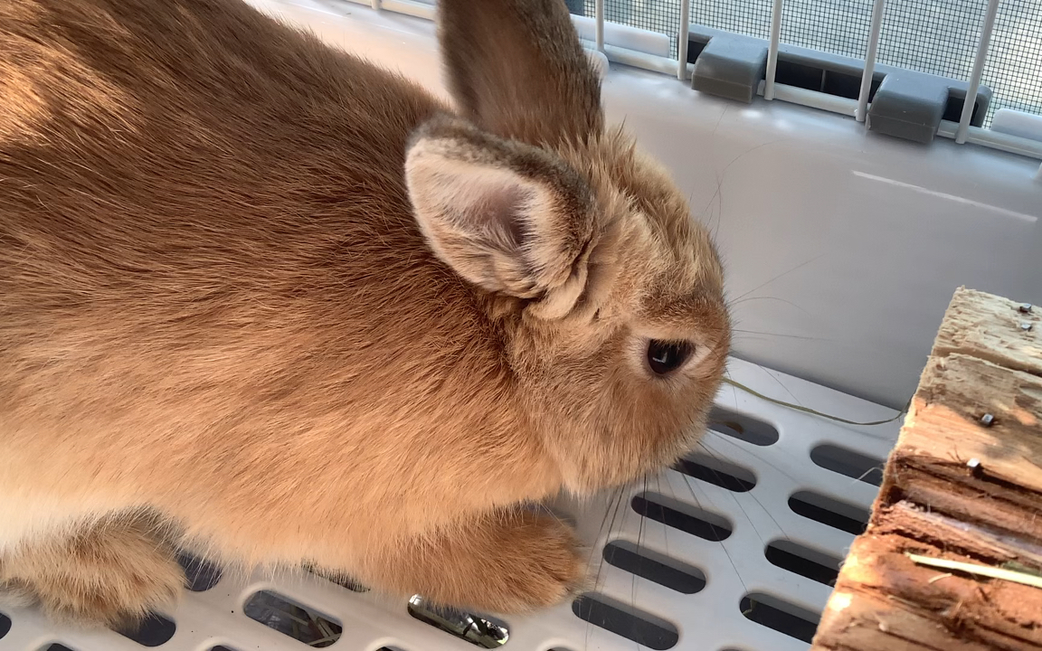 姐姐假期第四天,兔子溜溜元气满满