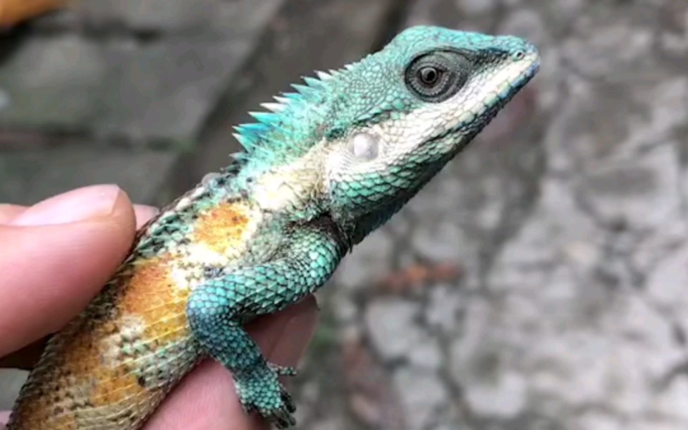 白唇树蜥颜值高