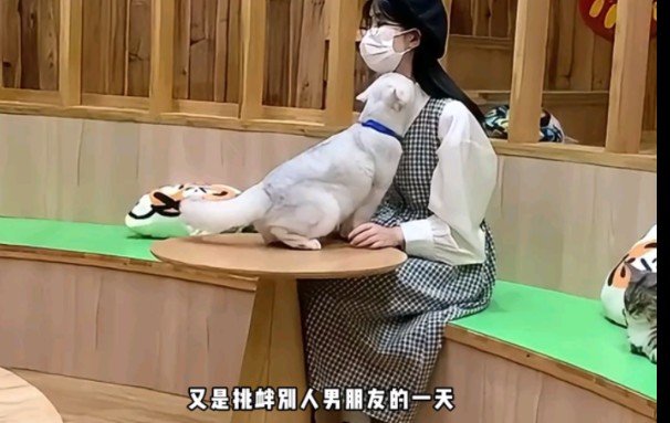 猫咖里面的老色批猫咪哔哩哔哩bilibili