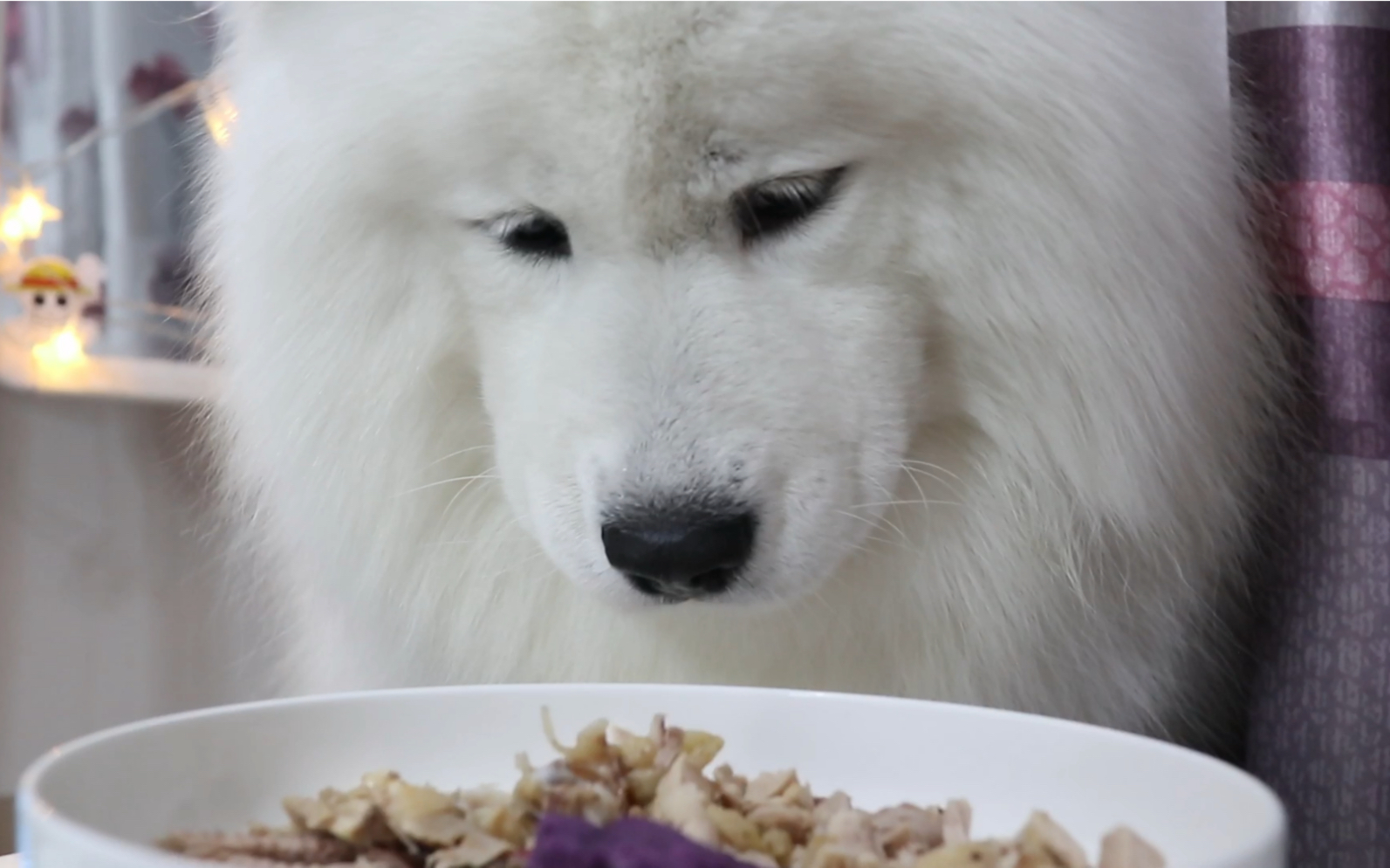 做只乖狗61好好吃饭不挑食61蠢萌萨摩耶吃播小森森_哔哩哔哩_bili