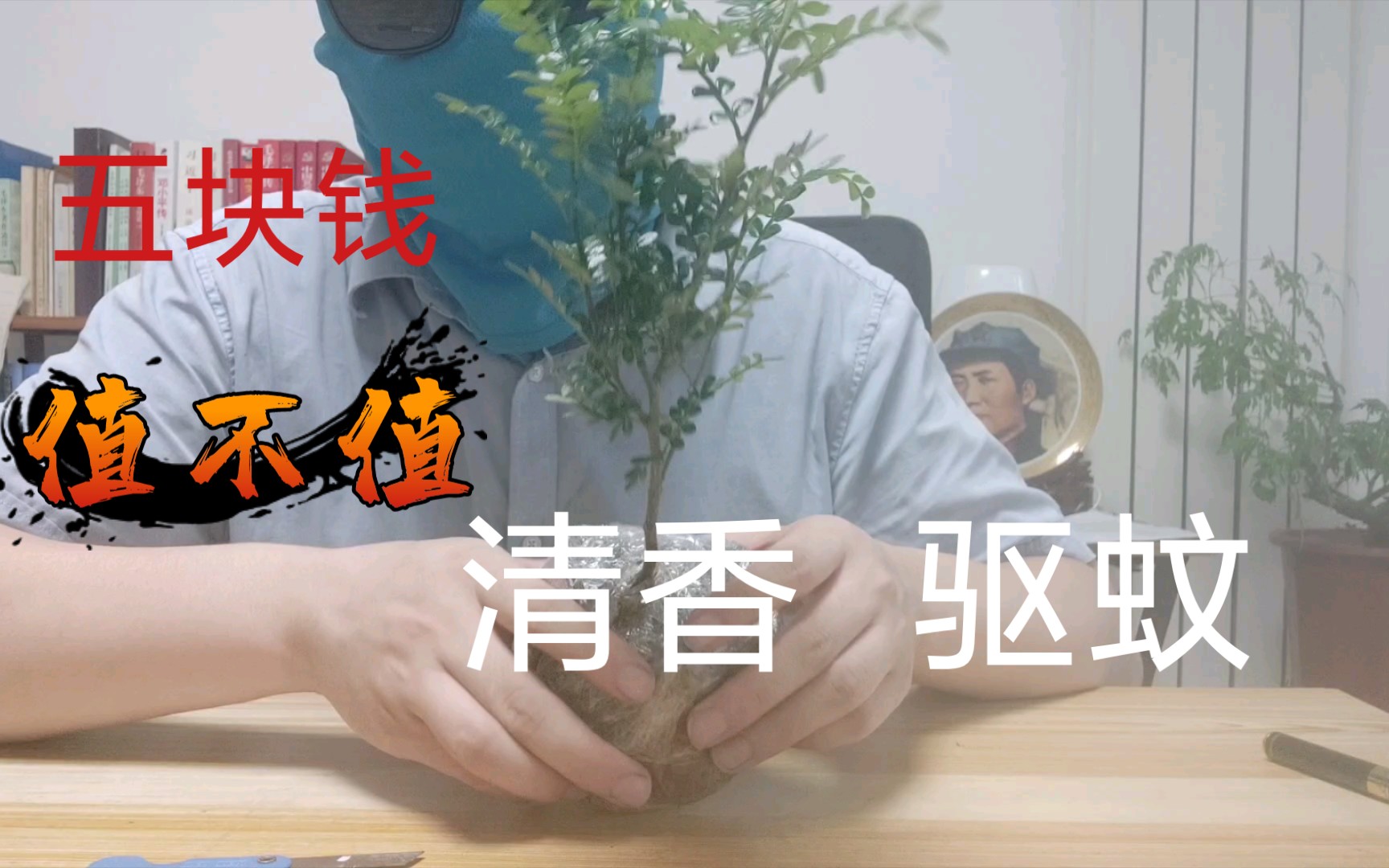 [图]网购绿植开箱，5块钱小清香木值不值，夏天看着一抹绿色，也会让心平静许多