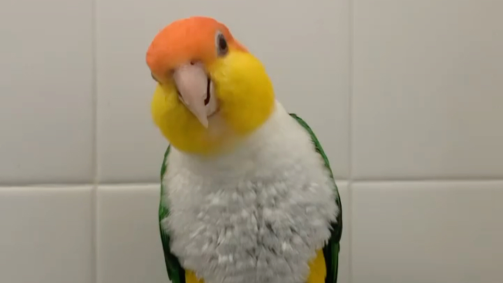 【金头凯克鹦鹉】浴室歌手