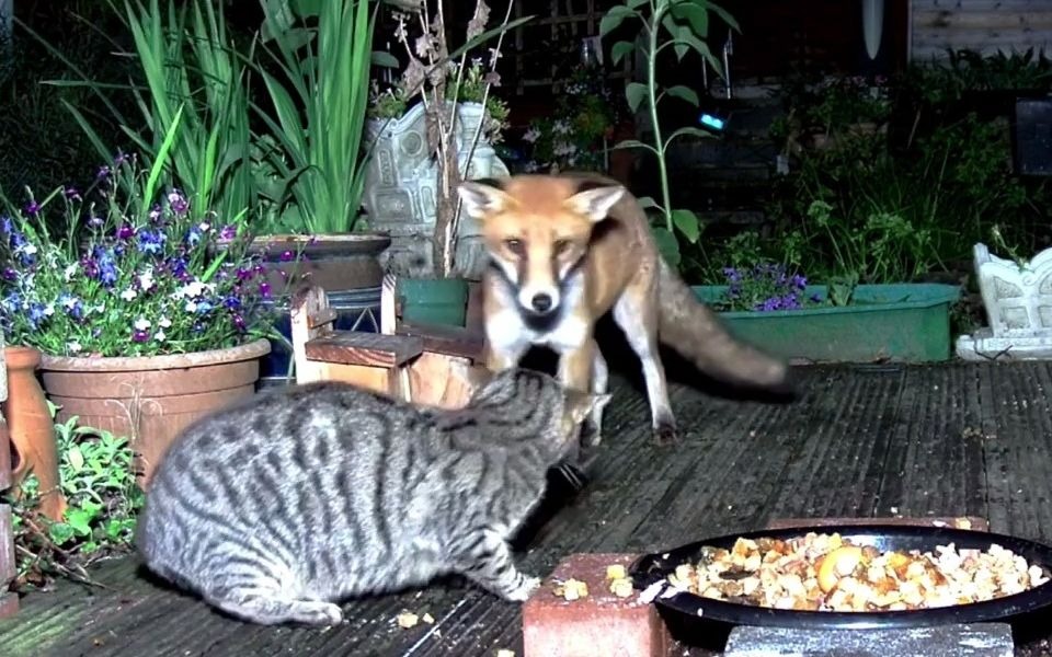 [图]狸花猫和狐狸5