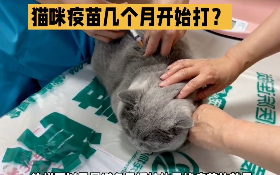 猫咪多大开始接种疫苗?哔哩哔哩bilibili