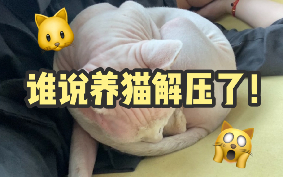 [图]谁说养猫解压了！！