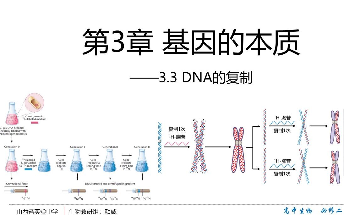 3.3DNA的复制——半保留复制的实验证据(拓展详科学史实验,标记问题从根本弄清) 遗传学不会一定是要明白背后的逻辑链条!哔哩哔哩bilibili