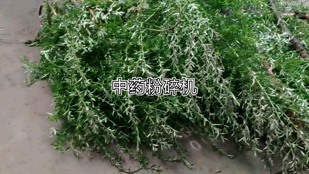 中草药粉碎机植物粉碎机植株粉碎机哔哩哔哩bilibili