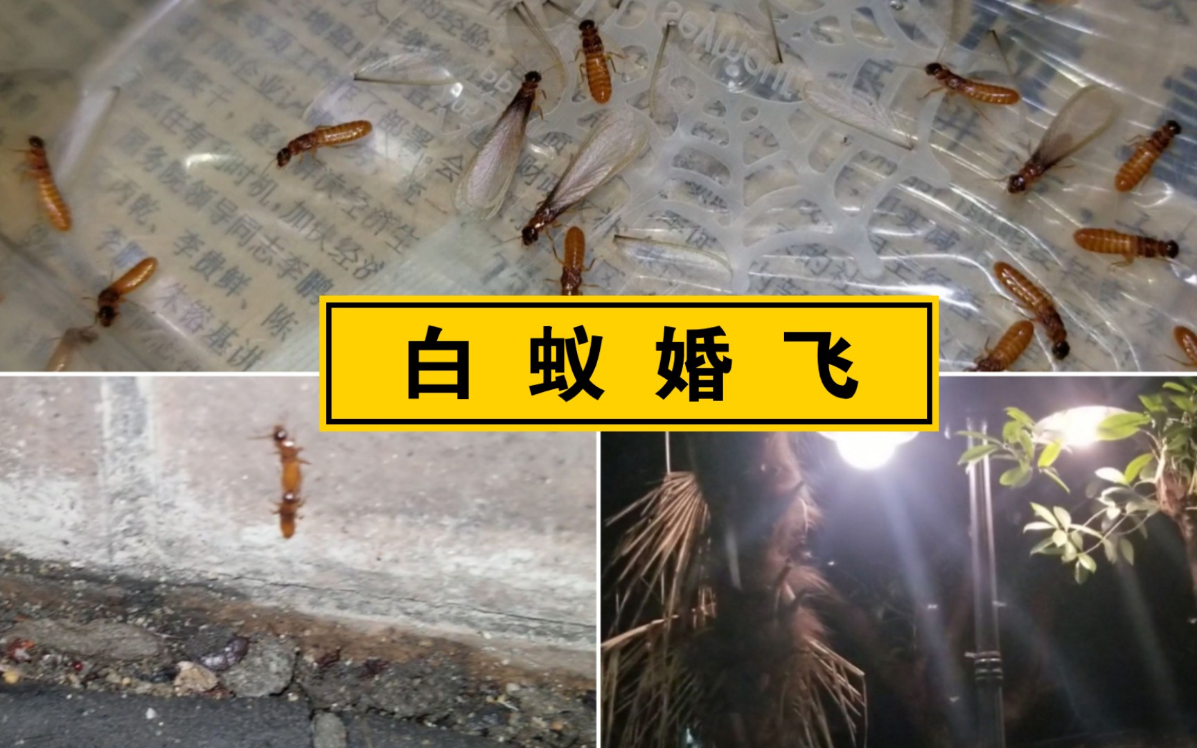 22年第二次上海地区台湾乳白蚁大规模婚飞附处刑