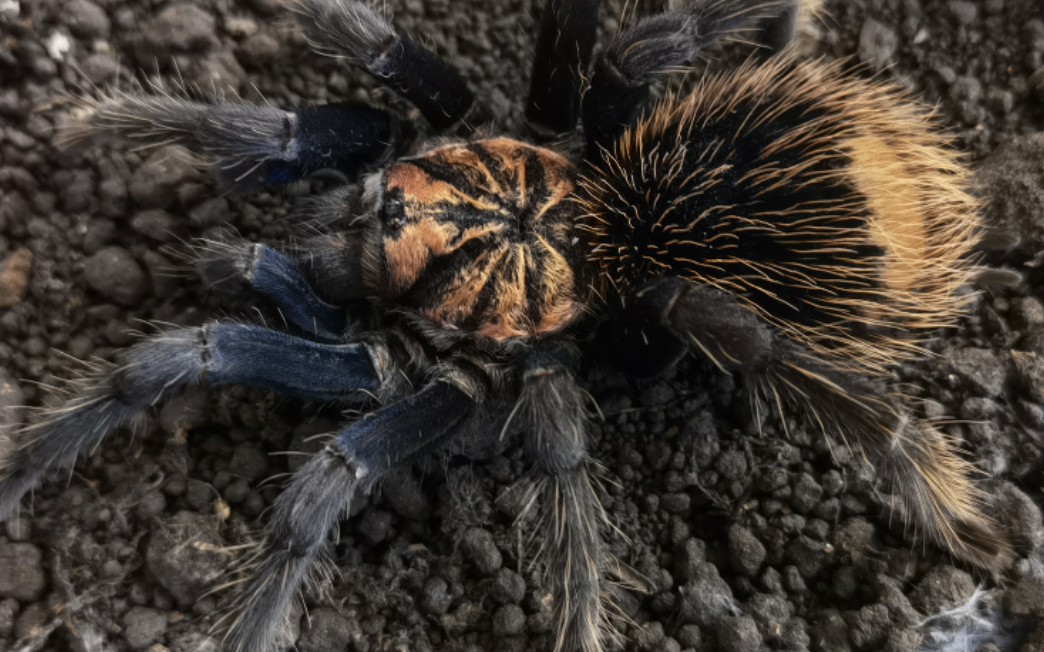 哥伦比亚梦幻蓝镭射!高端镭射恰饭展示,up家最贵的蜘蛛