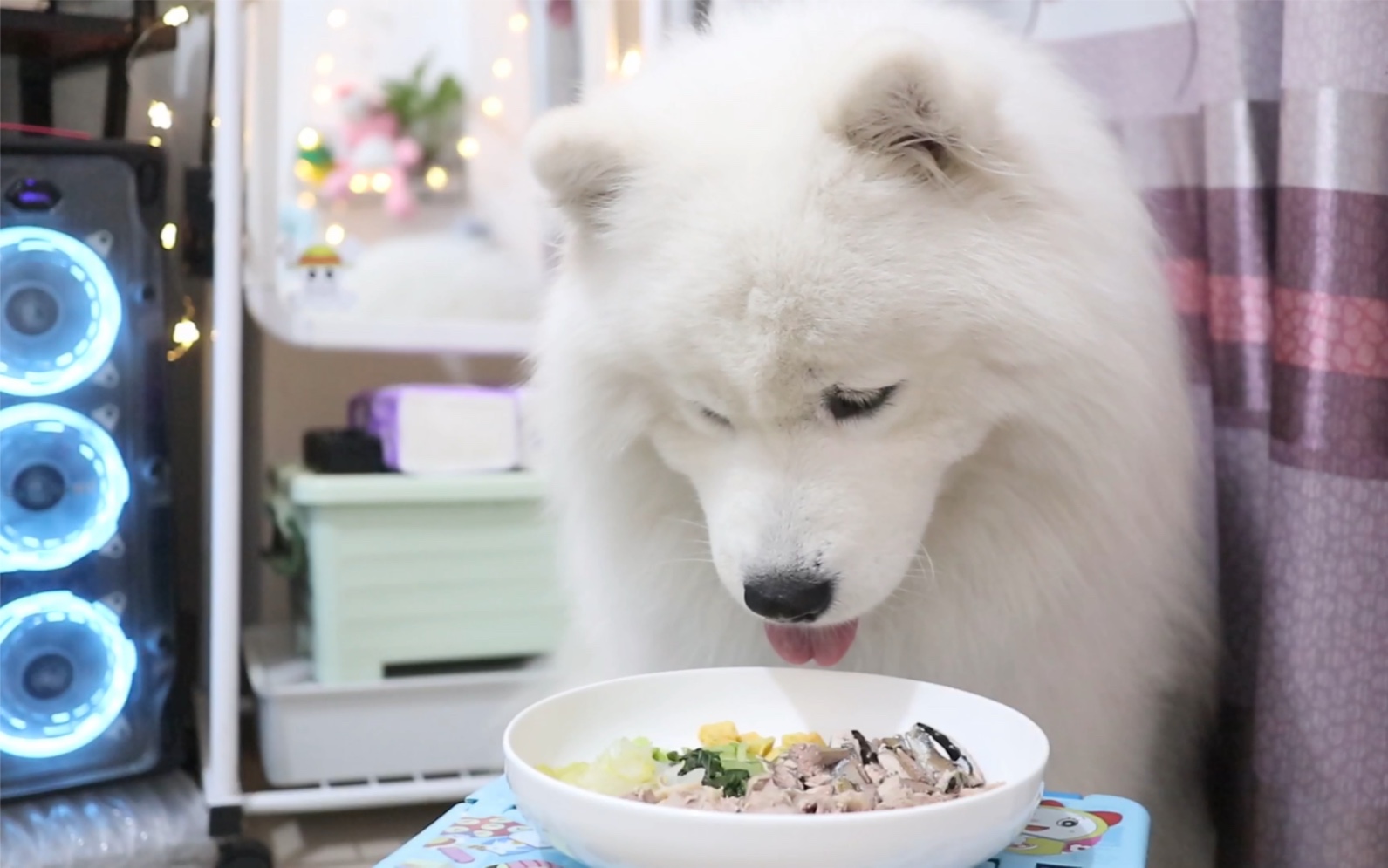 宠物吃播61晚餐鸭腿秋刀鱼青菜配搭61萨摩耶小森森