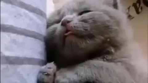 絶対笑う 最高におもしろ犬 猫 動物のハプニング 失敗画像集 410 哔哩哔哩 Bilibili 絶対笑う 最高におもしろ犬 猫 動物のハプニング 失敗画像集 410 哔哩哔哩 Bilibili