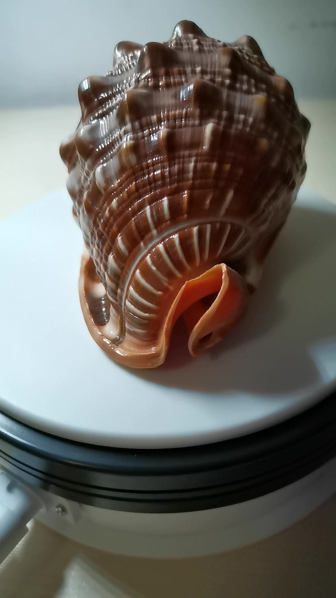 万宝螺的功效(万宝螺:神奇的抗氧化剂和美容圣品)