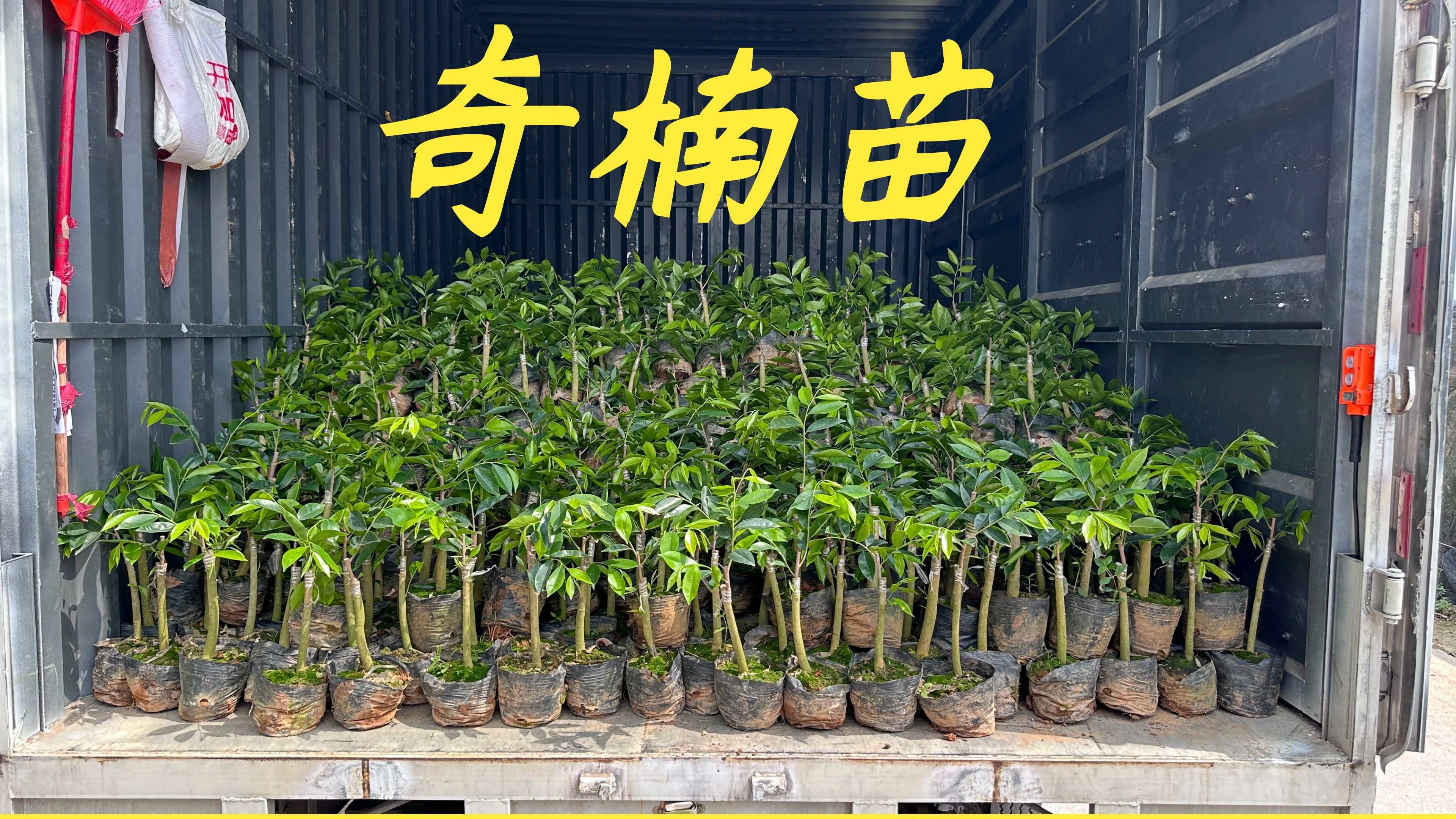 广西林总过完年要出外赚钱,叫我今天给他发1800棵奇楠
