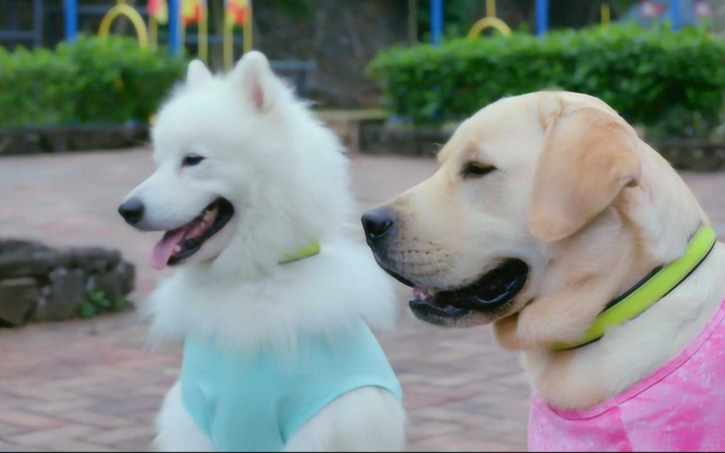 神犬小七3 广寒谣:相互理解,在聊天照顾好自己,为了狗狗的