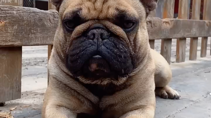 【法国斗牛犬】驼色法斗帅哥卡卡