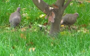 Скачать видео: 鸠在草你